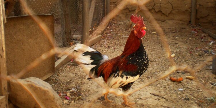 Βόλος: Συνταξιούχος ζει σε κοτέτσι για να μην έχει επαφή με σύζυγο και κόρη