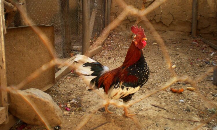 Βόλος: Συνταξιούχος ζει σε κοτέτσι για να μην έχει επαφή με σύζυγο και κόρη