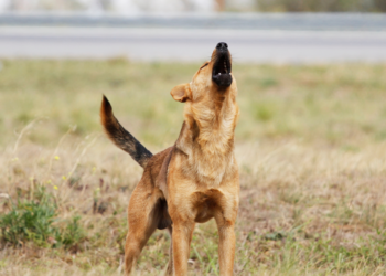 Χαλκιδική: Σκύλος δάγκωσε 39χρονη – Συνελήφθη η ιδιοκτήτρια