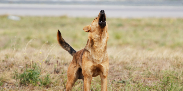Χαλκιδική: Σκύλος δάγκωσε 39χρονη – Συνελήφθη η ιδιοκτήτρια