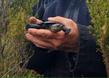 Εξαιρετικά σπάνιο ερπετό μπορεί να επιβιώσει σε ψυχρότερες θερμοκρασίες – Φέρνει ελπίδα για το είδος