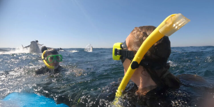 Αυστραλία: Η στιγμή που φάλαινα 30 τόνων πετάει στον αέρα κολυμβητή (Βίντεο)