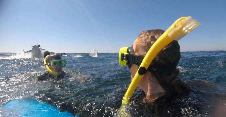 Αυστραλία: Η στιγμή που φάλαινα 30 τόνων πετάει στον αέρα κολυμβητή (Βίντεο)