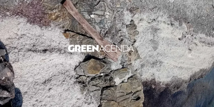 Ασύλληπτες εικόνες στον Βόλο: Άσπρισαν παραλίες από λέπια και σκελετούς ψαριών που αποσυντέθηκαν