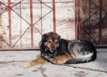 Φρίκη στο Αμύνταιο: Σκύλος βρέθηκε νεκρός και δεμένος με σύρμα, δέχτηκε χτύπημα από αιχμηρό αντικείμενο