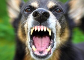 Καλάβρυτα: Στο χειρουργείο 67χρονος από επίθεση σκύλου – Προσπάθησε να σώσει τον εγγονό του