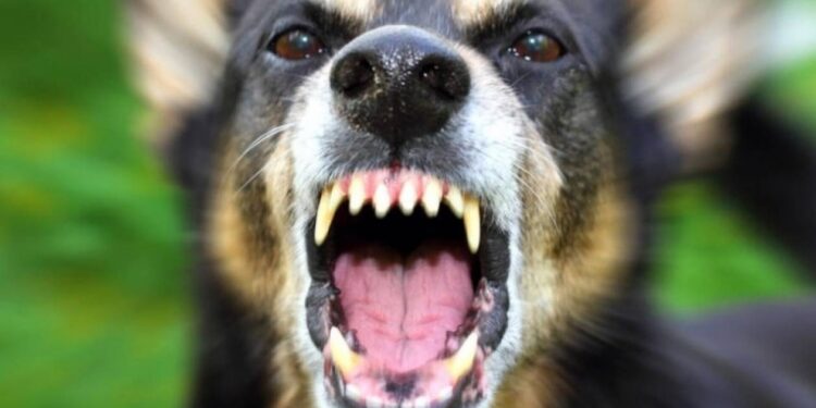 Καλάβρυτα: Στο χειρουργείο 67χρονος από επίθεση σκύλου – Προσπάθησε να σώσει τον εγγονό του