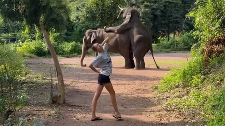 Μαρία-Ολυμπία: Έκανε τσακωτούς ελέφαντες να ζευγαρώνουν και πόζαρε μπροστά τους – Δείτε βίντεο