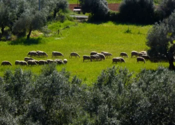 Ευλογιά των προβάτων: Πώς ξέφυγε ο ιός και από τον Έβρο έφτασε στην Κόρινθο – Τι συμβαίνει με το γάλα