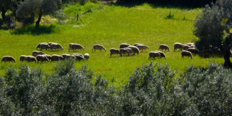 Ευλογιά των προβάτων: Πώς ξέφυγε ο ιός και από τον Έβρο έφτασε στην Κόρινθο – Τι συμβαίνει με το γάλα