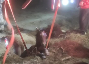 Σέρρες: Κάτοικοι αψήφησαν την παγωνιά και έσωσαν άλογο που είχε πέσει σε φρεάτιο (Εικόνα)