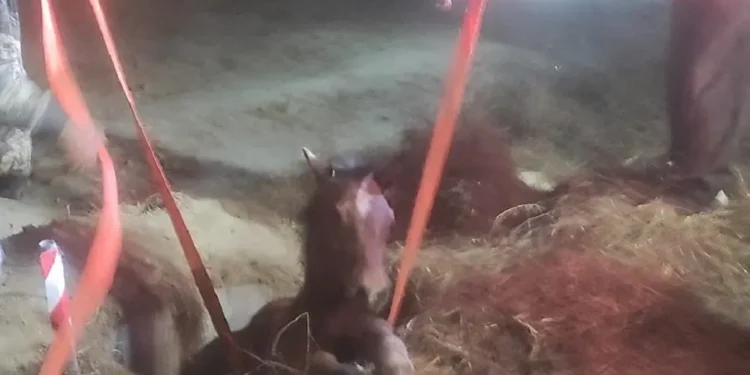 Σέρρες: Κάτοικοι αψήφησαν την παγωνιά και έσωσαν άλογο που είχε πέσει σε φρεάτιο (Εικόνα)