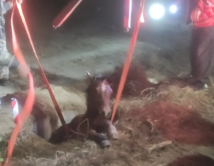 Σέρρες: Κάτοικοι αψήφησαν την παγωνιά και έσωσαν άλογο που είχε πέσει σε φρεάτιο (Εικόνα)