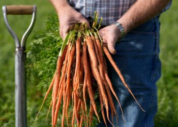 Συναγερμός στις ΗΠΑ: Ένας νεκρός και 39 ασθενείς από μολυσμένα βιολογικά καρότα