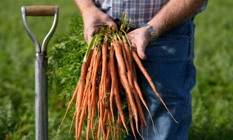 Συναγερμός στις ΗΠΑ: Ένας νεκρός και 39 ασθενείς από μολυσμένα βιολογικά καρότα