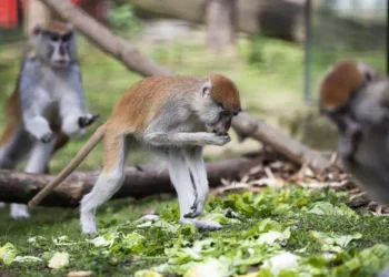 Νότια Καρολίνα: 43 πίθηκοι το έσκασαν από εργαστήριο – «Κλείστε πόρτες και παράθυρα» προειδοποιεί η αστυνομία