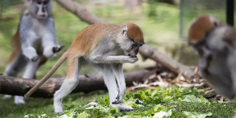 Νότια Καρολίνα: 43 πίθηκοι το έσκασαν από εργαστήριο – «Κλείστε πόρτες και παράθυρα» προειδοποιεί η αστυνομία