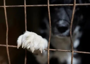 Κυκλώματα επαιτείας από Ρουμανία και Βουλγαρία εκμεταλλεύονται σκυλάκια για να προκαλούν τον οίκτο – «Μην δίνετε χρήματα» λέει η ΑΡΣΙΣ