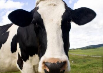 Αδιανόητο σκηνικό: 45χρονος πέθανε προσπαθώντας να βιάσει μια αγελάδα στο χωράφι του