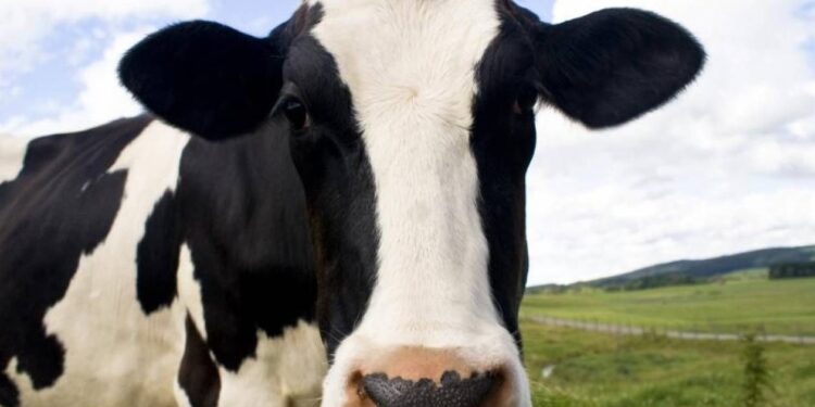 Αδιανόητο σκηνικό: 45χρονος πέθανε προσπαθώντας να βιάσει μια αγελάδα στο χωράφι του