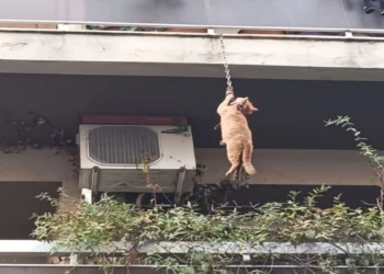 Αδιανόητο περιστατικό στο Αγρίνιο: Έδεσαν με αλυσίδα γάτα που κρεμόταν από μπαλκόνι