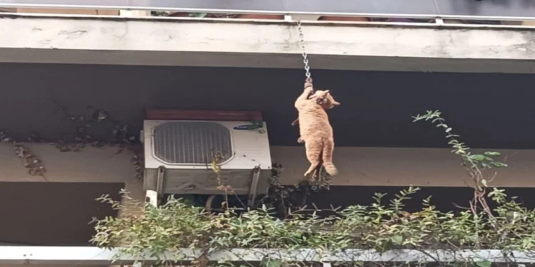 Αδιανόητο περιστατικό στο Αγρίνιο: Έδεσαν με αλυσίδα γάτα που κρεμόταν από μπαλκόνι