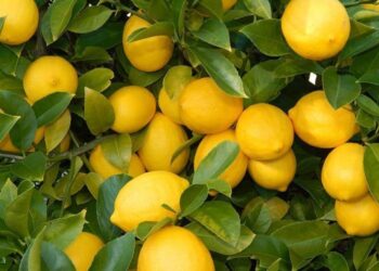 Τον έστειλε στην ΜΕΘ για λίγα λεμόνια