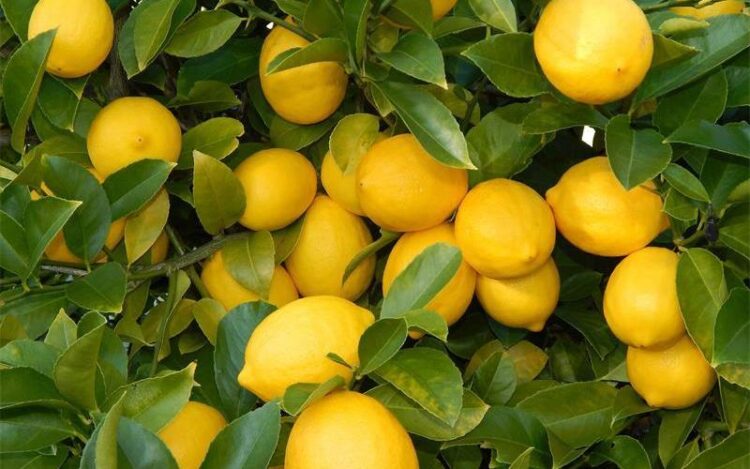 Τον έστειλε στην ΜΕΘ για λίγα λεμόνια