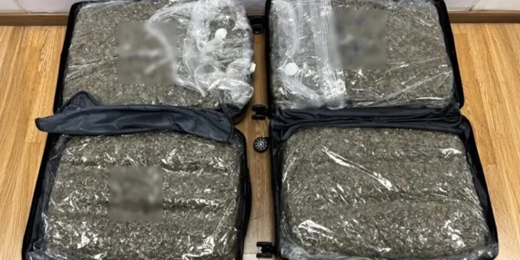 Συνελήφθη στο Ελ. Βενιζέλος γυναίκα με ναρκωτικά – Είχε βάλει σε δύο βαλίτσες 26 κιλά skunk