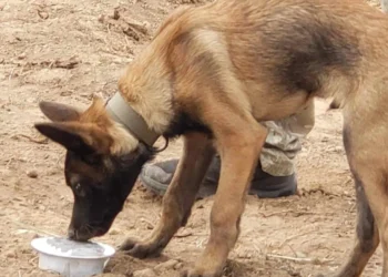 Συνελήφθη 65χρονος που πυροβόλησε και σκότωσε τρία σκυλιά στη Νάξο – Ισχυρίστηκε πως του επιτέθηκαν