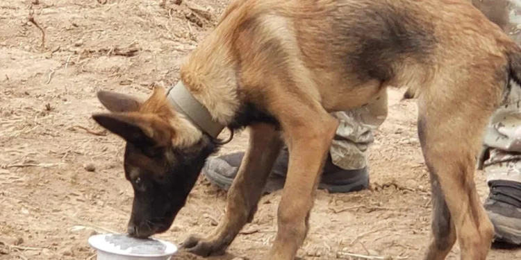 Συνελήφθη 65χρονος που πυροβόλησε και σκότωσε τρία σκυλιά στη Νάξο – Ισχυρίστηκε πως του επιτέθηκαν