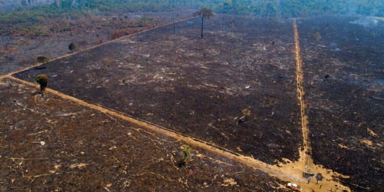 Αμαζόνιος: Έκοψαν το δάσος για να κατασκευάσουν δρόμο για τη σύνοδο κορυφής για το κλίμα
