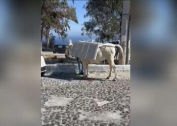 Σαντορίνη: Σοκάρουν οι εικόνες με φορτωμένα γαϊδουράκια με οικοδομικά υλικά, μαρμάρινες πλάκες (video)