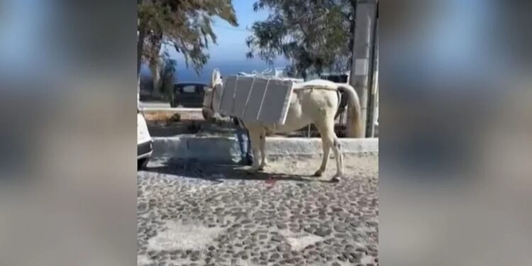 Σαντορίνη: Σοκάρουν οι εικόνες με φορτωμένα γαϊδουράκια με οικοδομικά υλικά, μαρμάρινες πλάκες (video)