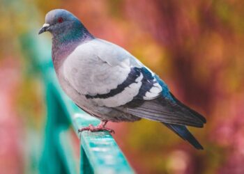 Σέρρες: Αδιανόητη κτηνωδία σε περιστέρι – Κάρφωσαν στη ράχη του καλαμάκι από σουβλάκι – Εικόνα