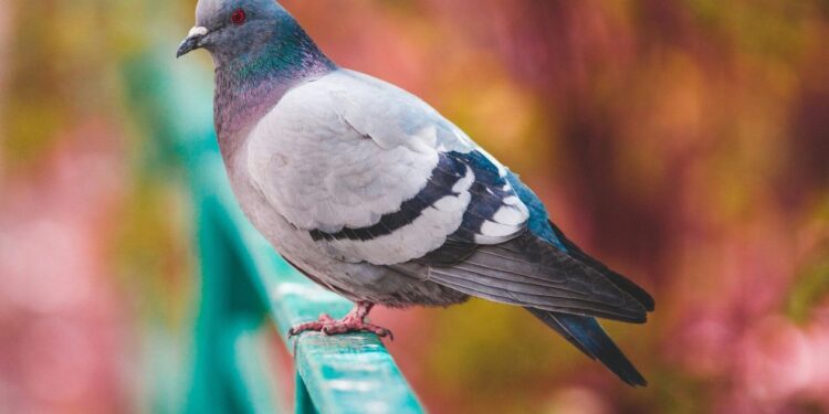 Σέρρες: Αδιανόητη κτηνωδία σε περιστέρι – Κάρφωσαν στη ράχη του καλαμάκι από σουβλάκι – Εικόνα
