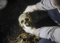 Γυναίκα πουλούσε κρανία και άλλα ανθρώπινα μέλη μέσω Facebook – Ο τιμοκατάλογος της φρίκης