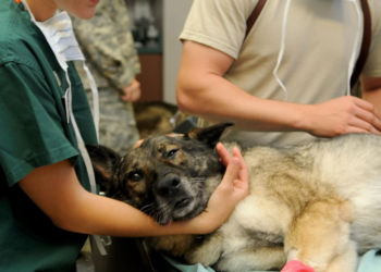 Θεσπρωτία: Άνθρωποι έκοψαν με τσεκούρι το πόδι σκύλου επειδή έφαγε μια κότα