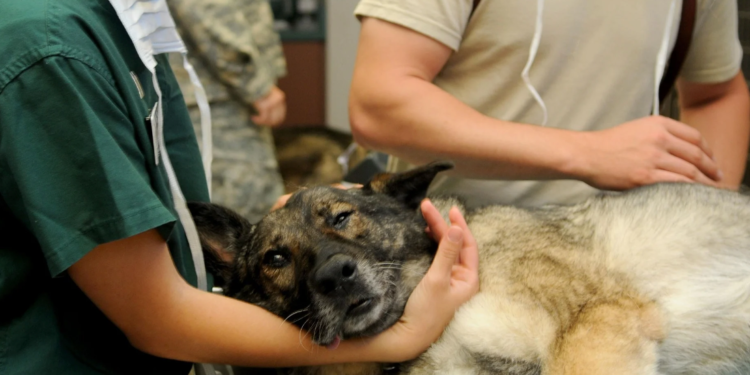 Θεσπρωτία: Άνθρωποι έκοψαν με τσεκούρι το πόδι σκύλου επειδή έφαγε μια κότα