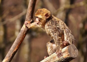 Φρίκη στην Ινδία: «Συμμορία» πιθήκων σκότωσε μητέρα – Της έκαψαν με βραστό νερό