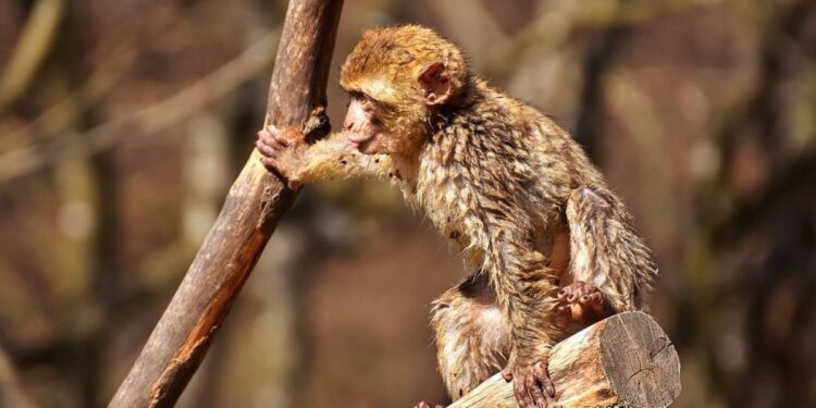 Φρίκη στην Ινδία: «Συμμορία» πιθήκων σκότωσε μητέρα – Της έκαψαν με βραστό νερό
