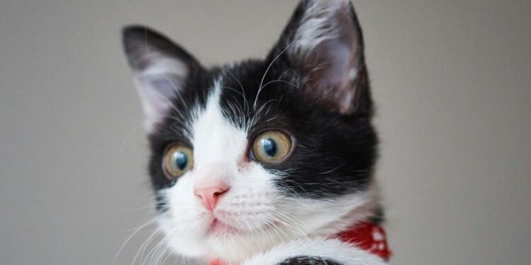 Γάτα-«βαποράκι» συνελήφθη σε φυλακές της Κόστα Ρίκα λίγο πριν κάνει το… deal με κρατούμενους