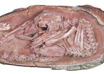 Πραγματικό Jurassic Park: Έμβρυο δεινοσαύρου 72 εκ. ετών βρέθηκε τέλεια διατηρημένο σε αυγό