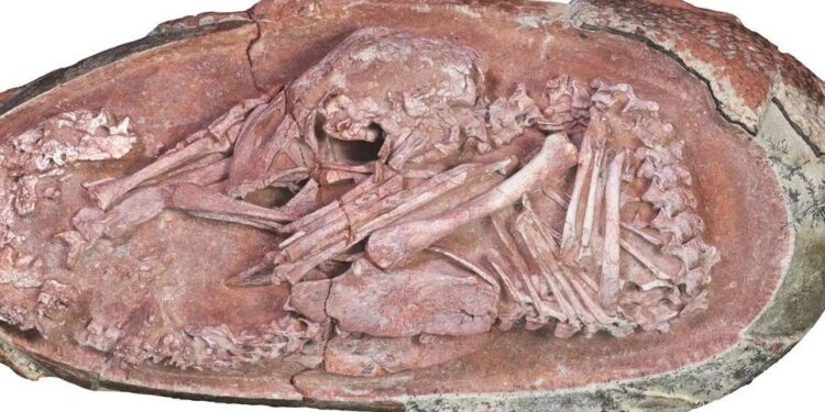 Πραγματικό Jurassic Park: Έμβρυο δεινοσαύρου 72 εκ. ετών βρέθηκε τέλεια διατηρημένο σε αυγό