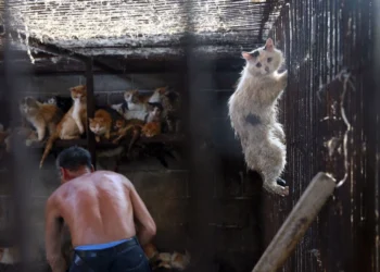 «Το φετίχ που σκοτώνει»: Πληρώνουν για να βλέπουν σε βίντεο βασανισμούς γατών – Ακτιβιστές σε μυστικές αποστολές