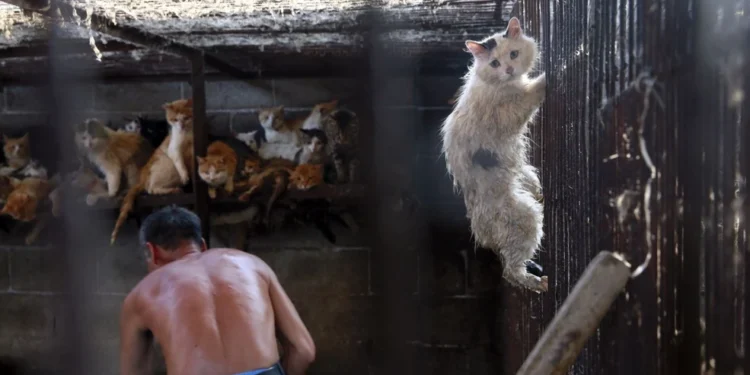 «Το φετίχ που σκοτώνει»: Πληρώνουν για να βλέπουν σε βίντεο βασανισμούς γατών – Ακτιβιστές σε μυστικές αποστολές