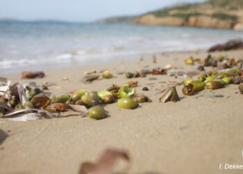 «Σπάνιο φαινόμενο» σε αρκετές ελληνικές ακτές – Τι είναι οι καρποί Ποσειδωνίας και πού εμφανίζονται