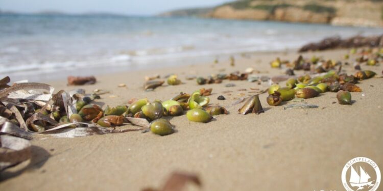 «Σπάνιο φαινόμενο» σε αρκετές ελληνικές ακτές – Τι είναι οι καρποί Ποσειδωνίας και πού εμφανίζονται