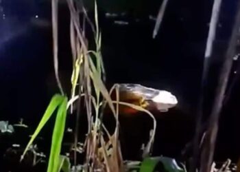 Η απόλυτη φρίκη: Κροκόδειλος κουβαλάει στα σαγόνια του πτώμα