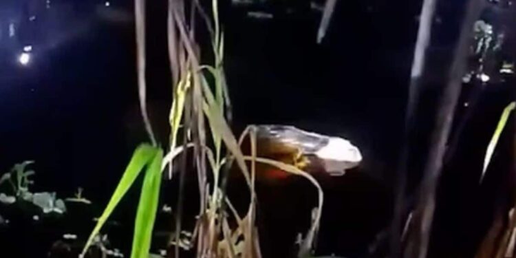 Η απόλυτη φρίκη: Κροκόδειλος κουβαλάει στα σαγόνια του πτώμα